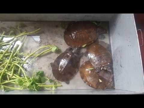 ecotourism yucatan Nine Asian soft-shell turtles saved today
