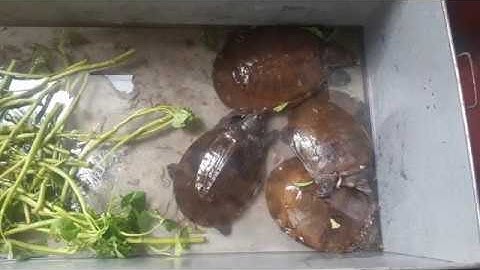 Nine Asian soft-shell turtles saved today