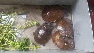 Nine Asian soft-shell turtles saved today screenshot 1