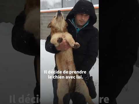 Vidéo: Senior Dog With Dwarf aide un garçon atteint de nanisme à se défendre contre ses agresseurs