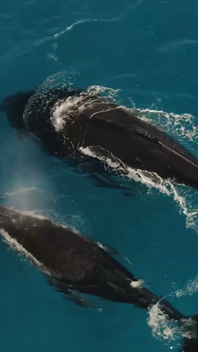 'Keajaiban Laut dalam 60 Detik: Fakta Menarik yang Mengagumkan!' #FaktaLaut#ShortVideo#MarineWonders