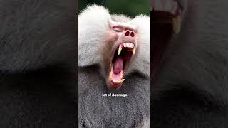 Are Baboons Dangerous Why Baboons Are Dangerous