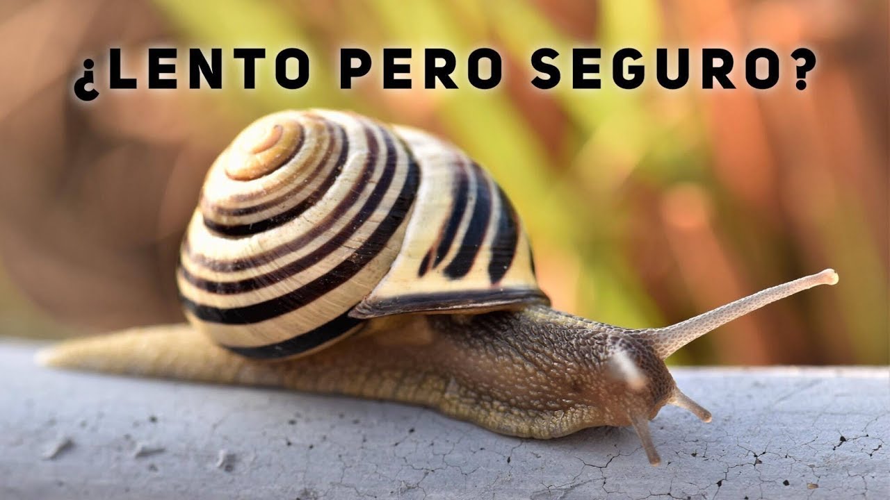¿Se Puede Crecer Lento Pero Seguro? YouTube