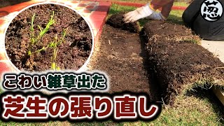 【芝生にこわい雑草が…】DIYで芝生を張り直す【素人でもできるガーデニング】