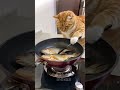 سمج سموج ميمز ضحك اكسبلور ميمز مضحكة Funny ضحك Cat Animals Memes ترند سمج سموج ميمز ضحك اكسبلور ميمز مضحكة Funny ضحك Cat Animals Memes ترند