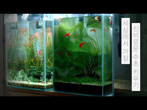 초보도 키우기 쉬운 레이스플랜츠 물멍 How to Set Up a Lace Plant Tank MulMung 초보도 키우기 쉬운 레이스플랜츠 물멍 How to Set Up a Lace Plant Tank MulMung