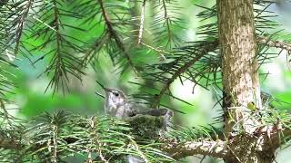 Humming Bird feeding the babies May 2026