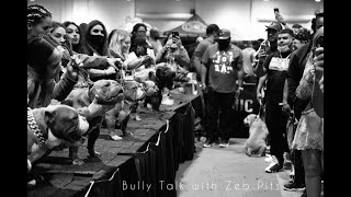 BULLY TALK WITH ZEB PITS: RUMBLE IN THE JUNGLE EXOTIC AND AMERICAN BULLY DOG SHOW