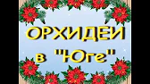 Орхидеи,узамба́рские фиалки,Самара🌺
