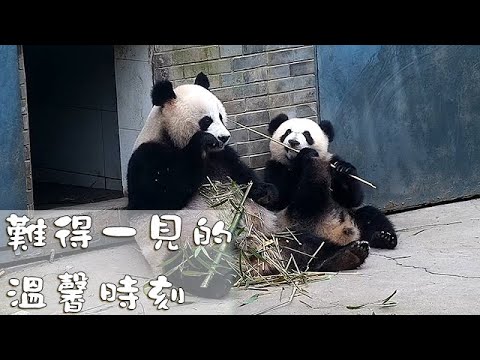 《熊貓早晚安》難得一見的溫馨時刻 | iPanda熊貓頻道