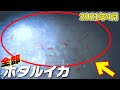 【お祭り騒ぎ】ホタルイカの身投げ2021 富山湾の神秘で大はしゃぎw 4月12日