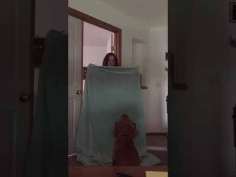 blanket-trick-on-dog-fail!!!