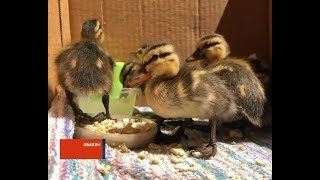 Утиная история: как Абдулла птенцов спас Утиная история: как Абдулла птенцов спас