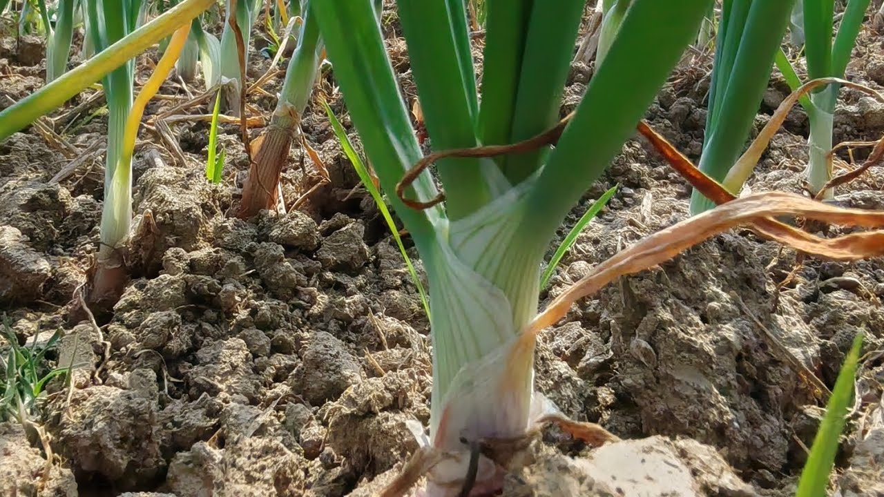 পেঁয়াজ গাছ সতেজ ও মোটা করার সর্বশেষ উপায়। বণিক কৃষি ভান্ডার। #faridpur #onion #rajbari #agriculture 