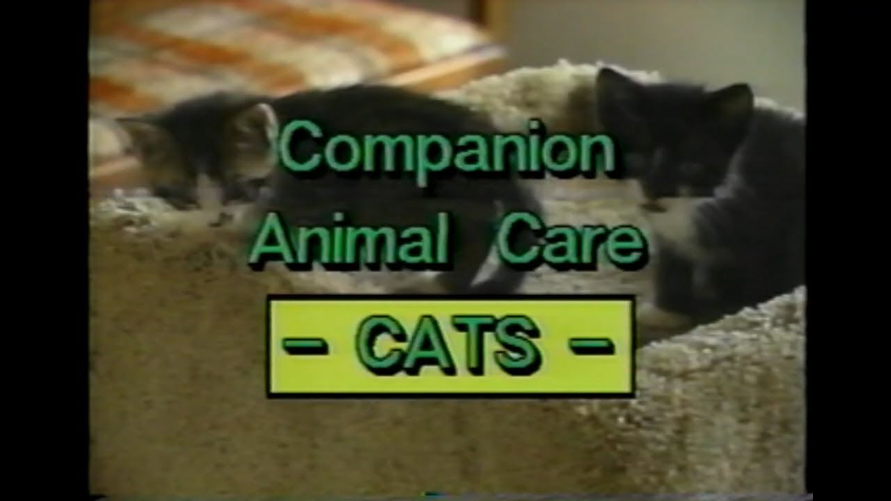 Companion Animal Care - Cats