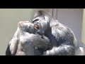 No one can stop an excited Shabani❗️giant gorilla