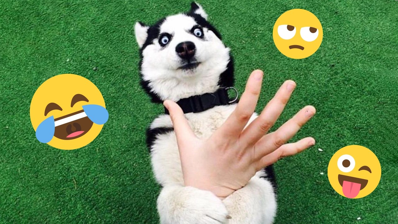 You Can’t Stop Laughing At These Dogs 🤣 FUNNIEST DOGS Video 2026 #57