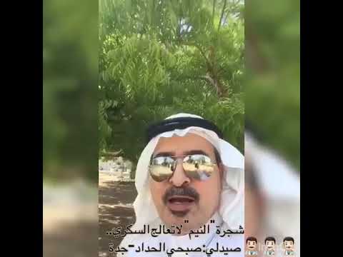 شجرة النيم لا تعالج السكري Youtube