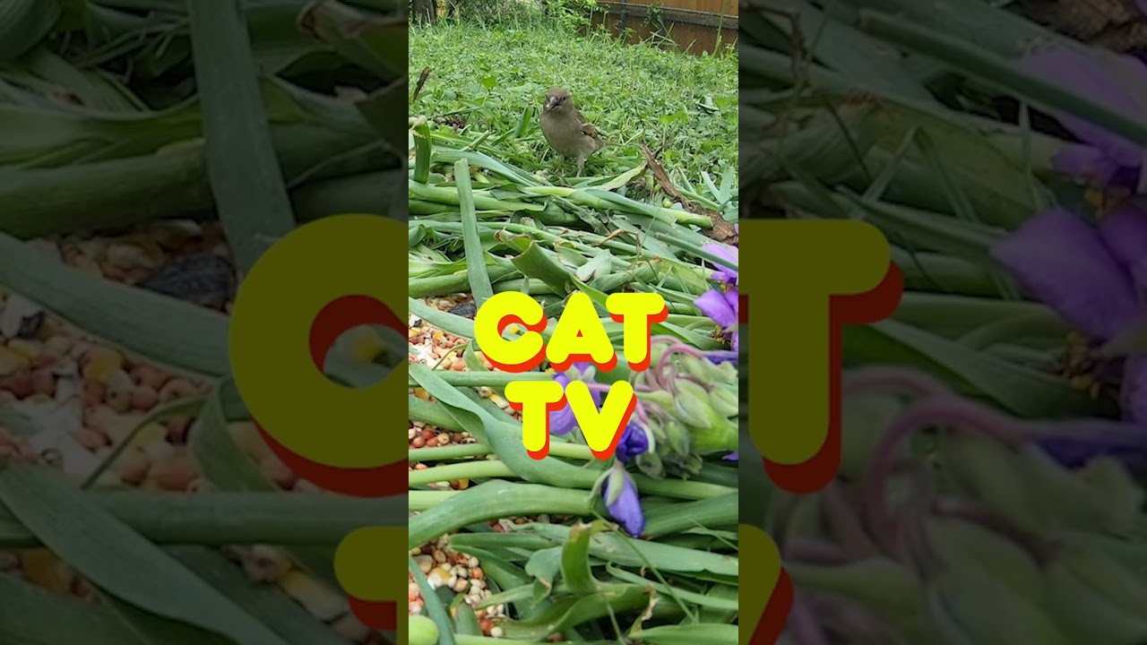 Awesome Nature Videos! Backyard Bird Videos for Cats to Watch - CAT TV - ASMR 