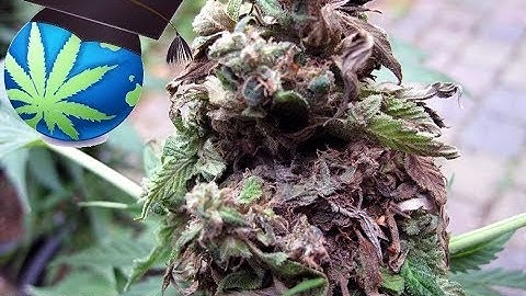 Cannabis Mould, BUD ROT Or Mildew – Diagnosis & Prevention Guide