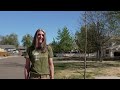 Change taking root in West Denver neighborhoods as nonprofit plants trees for neighbors