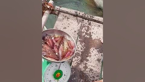 Đặc sản mực nháy Vũng Áng tươi ngon tuyệt đỉnh