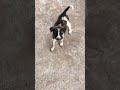 Meet the Boss 😎#IndianStreetDogs #Shorts #CuteAnimals #PuppiesOfyoutube