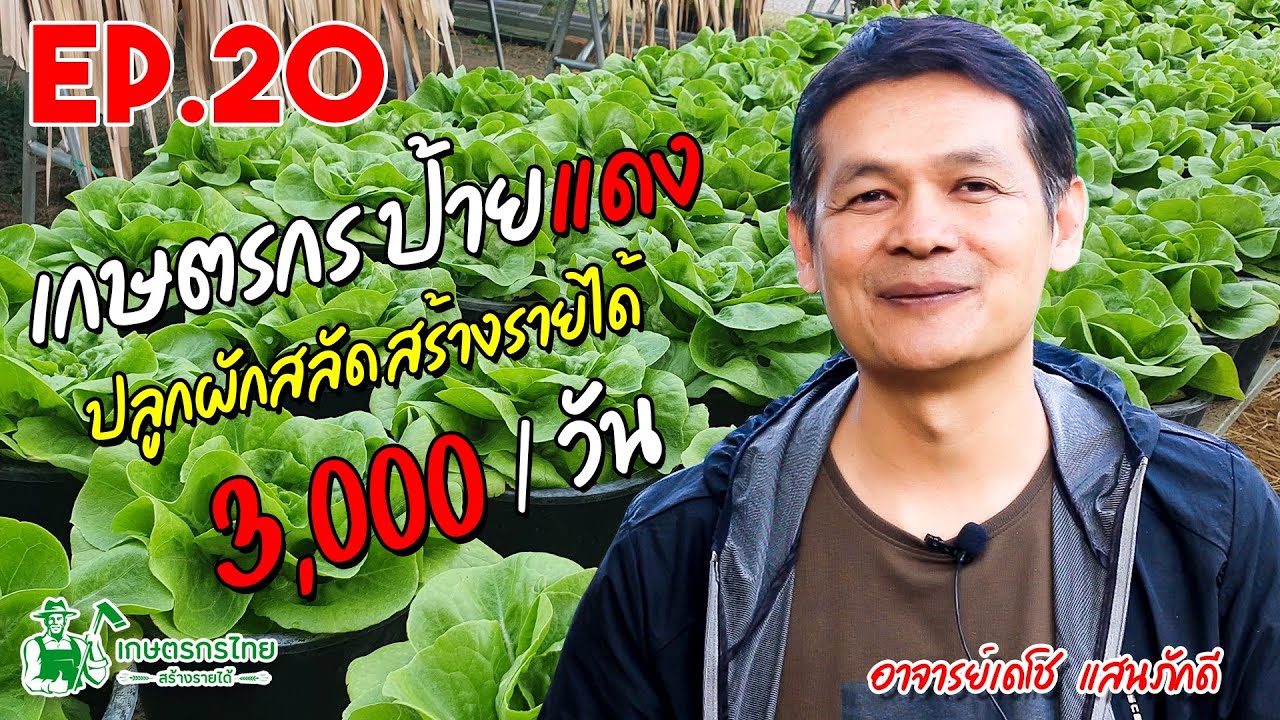 Ep20 ตอน เกษตรกรป้ายแดง ลาออกจากงานมาปลูกผักสลัด สร้างรายได้วันละ 3,000