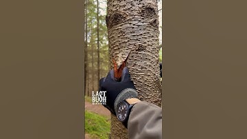 3 Survival Tips & Tricks You Must Know #survival #bushcraft #camping #lifehacks