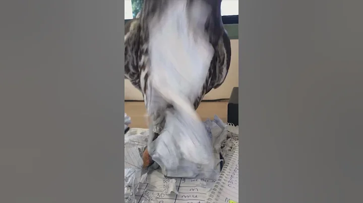 An Owl Rips Its Owner Paper Work Then Looks at Camera - DayDayNews