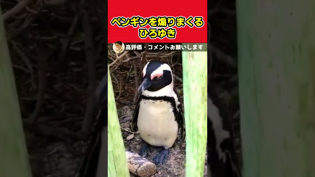 ひろゆき ペンギン