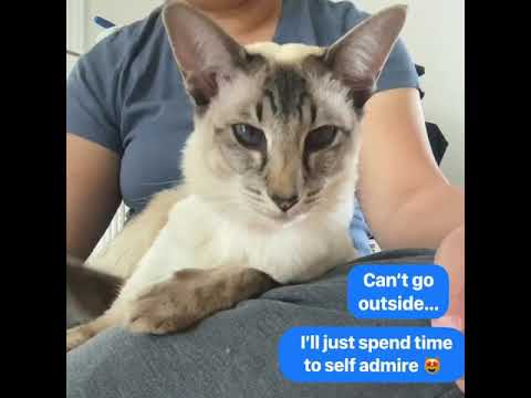 Video: Balinese Cat Yug Hypoallergenic, Noj Qab Haus Huv Thiab Lub Neej Span