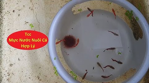 Mực Nước Nuôi Sẽ Ảnh Hưởng Đến Cá 7 Màu