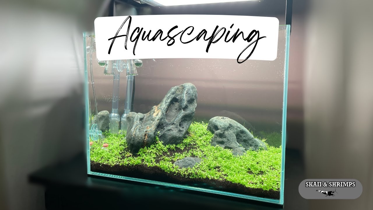 Je réalise mon PREMIER AQUASCAPING !! 🌱🤩