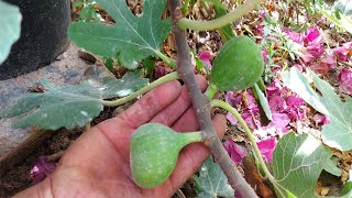 أسباب تساقط ثمار التين ,  Ficus carica