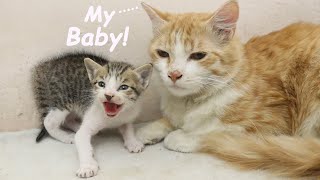 Adopted Kitten Hisses with SCARED Foster Dad Cat to Protect, POOR KITTEN Nursed by Foster MOM CAT by Moo Kittens 416 views 8 days ago 1 minute, 23 seconds