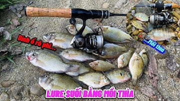 Tờ Ka Hờ | Câu Lure Cá Suối Bằng Mồi "Thìa Lượn" , Dính Một Ổ Cá Rô Phi!!