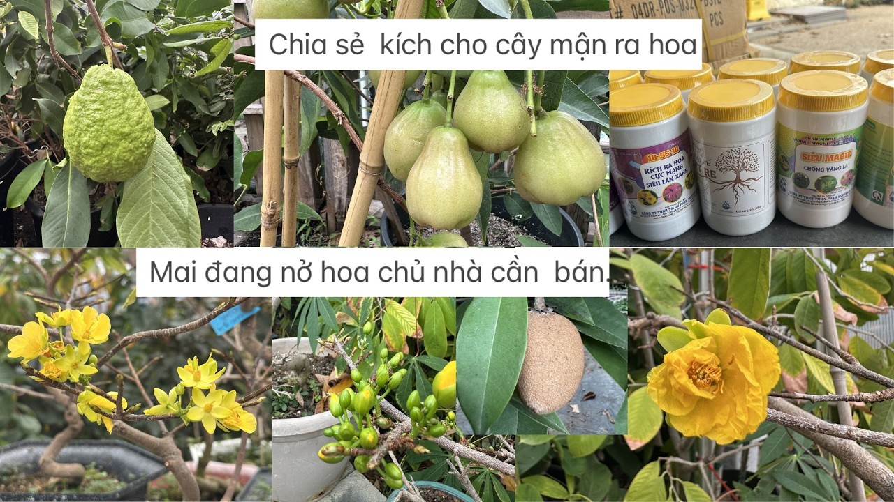 Chủ nhà cần bán mai vàng chưng tết, chia sẻ kích hoa cho mận.đt:817-627-5300-Quỳnh .❤️🥰# 691