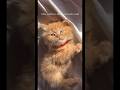 #pets #pug #carlin #kitten #lifeisbutadream #haveitoldyoulatelythatiloveyou #cat #nothingimposible
