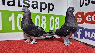 Gölbaşı A.ş Canlı Güvercin Mezatı karapınarlı Poyraz ın kuşları