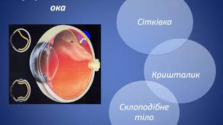 Будова ока людини. Акомодація ока. Оптична сила. Дефекти зору та способи їх рішення