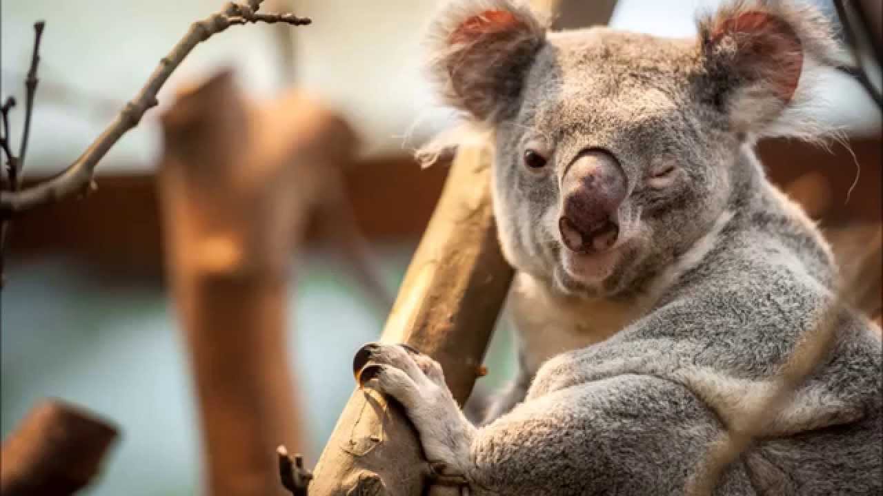 Het geluid van een koala YouTube Het geluid van een koala YouTube