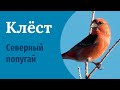 Клесты - северные попугаи