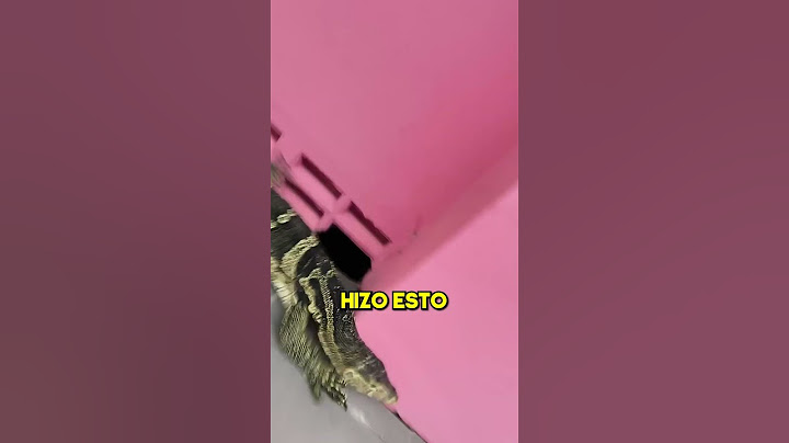 Este Cocodrilo se Escapó del Zoológico Pero...