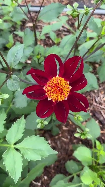 Starting Dahlia Seeds #urbangardeners #roomtogrow #flowerpower # ...