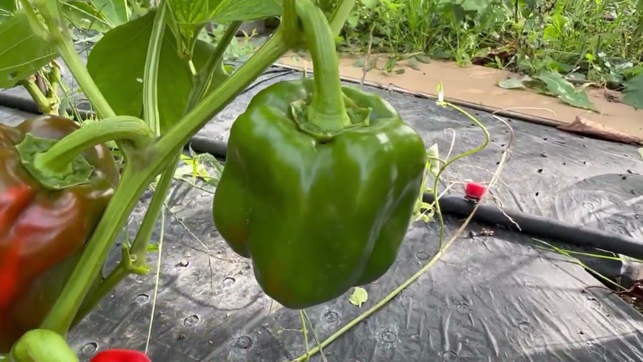 Comment les poivrons devienne rouge ????