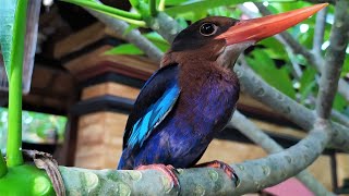 Masteran Terbaru Burung Cekakak / Tengkek Udang