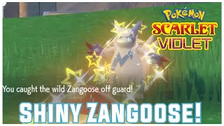 Shiny Zangoose Spotted! - Pokémon Scarlet and Violet