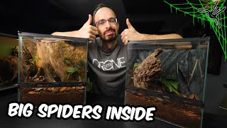 Naturalistic Housing For BIG SPIDERS!