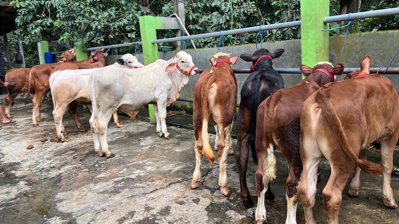 harga bibitan sapi dan bakalan sapi super,gratis pengiriman (COD) wa ...